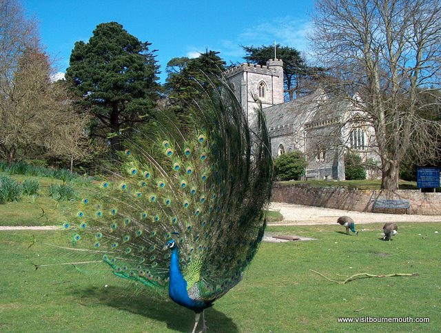 Brownsea Island