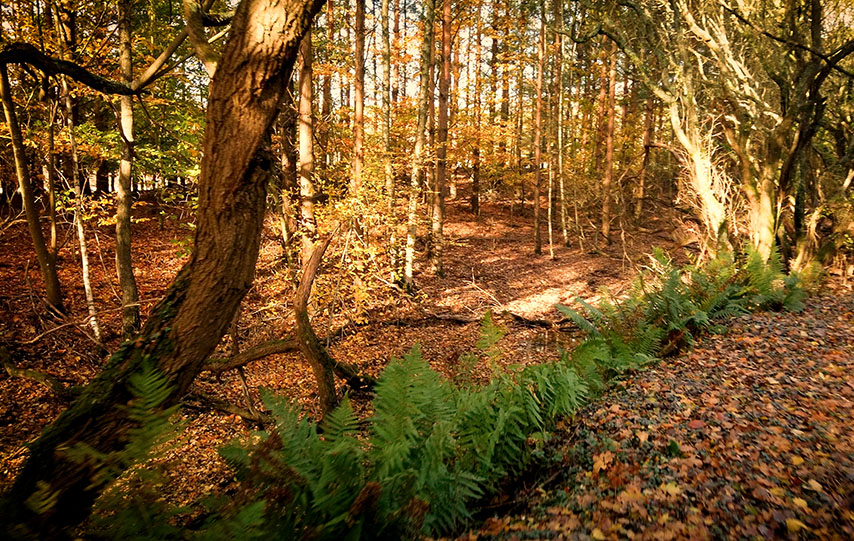 Blashford Lakes Nature Reserve