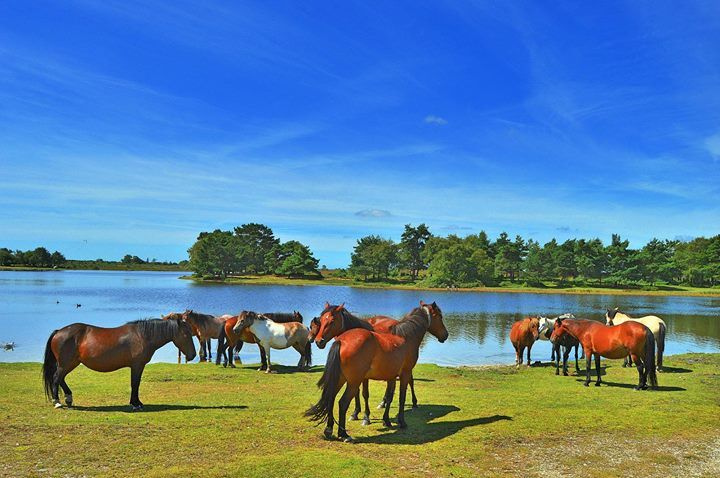 New Forest National Park