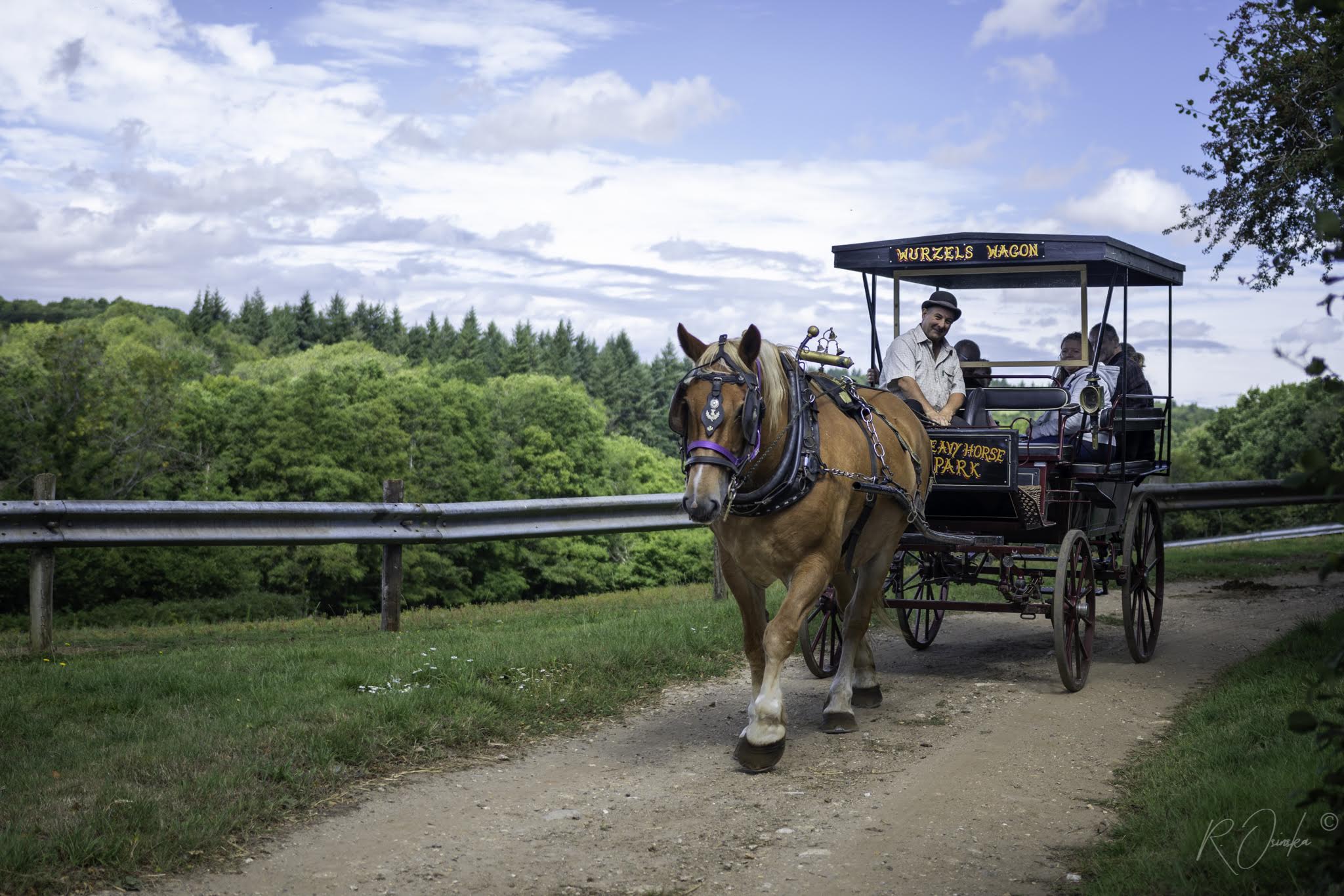 Dorset Heavy Horse Farm Park