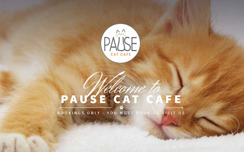 Pause Cat Cafe